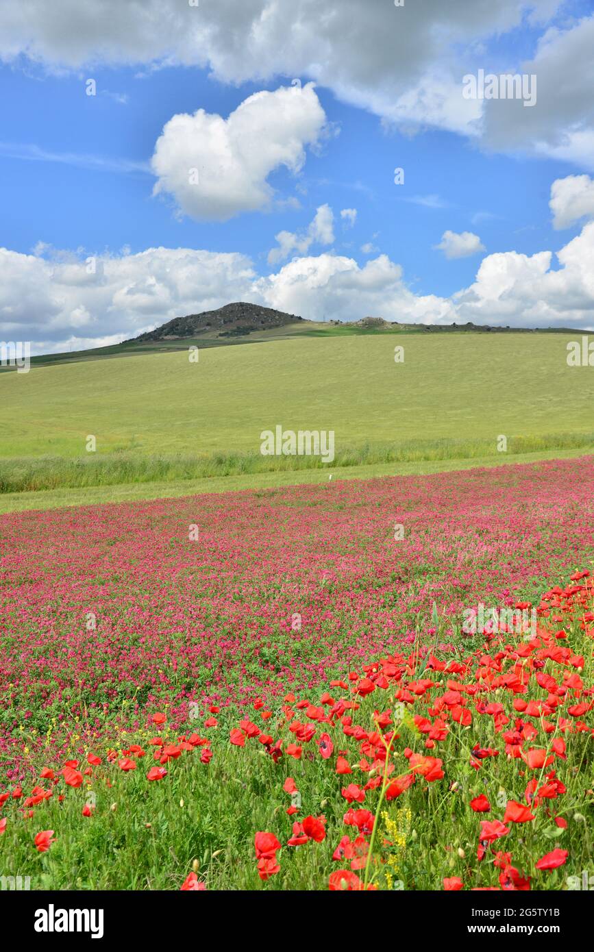 ITALIE. SICILE. PAYSAGE AU CENTRE DE L'ÎLE AU PRINTEMPS AVEC LA LUZERNE ET LES COQUELICOTS EN FLEURS. Banque D'Images