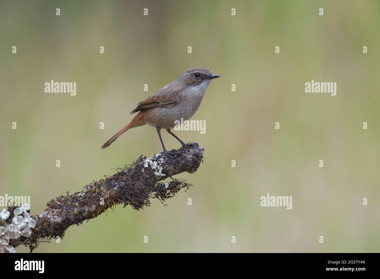 Le bushchat gris est bien visible Banque D'Images