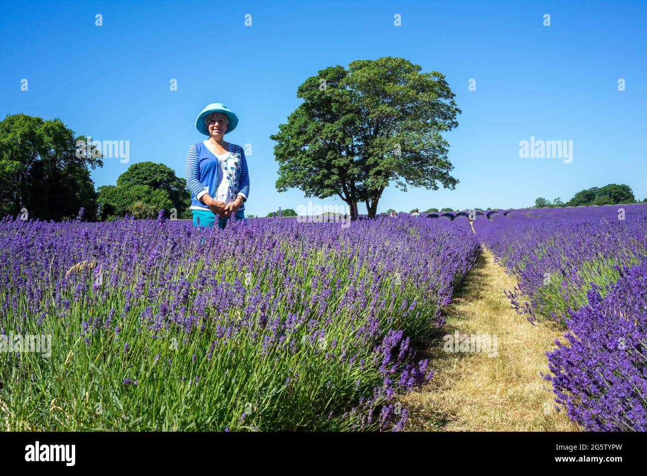 BANSTEAD, SURREY, Royaume-Uni - JUIN 30 : Dame debout dans un champ de lavande à Banstead Surrey, le 30 juin 2015. Personnes non identifiées Banque D'Images