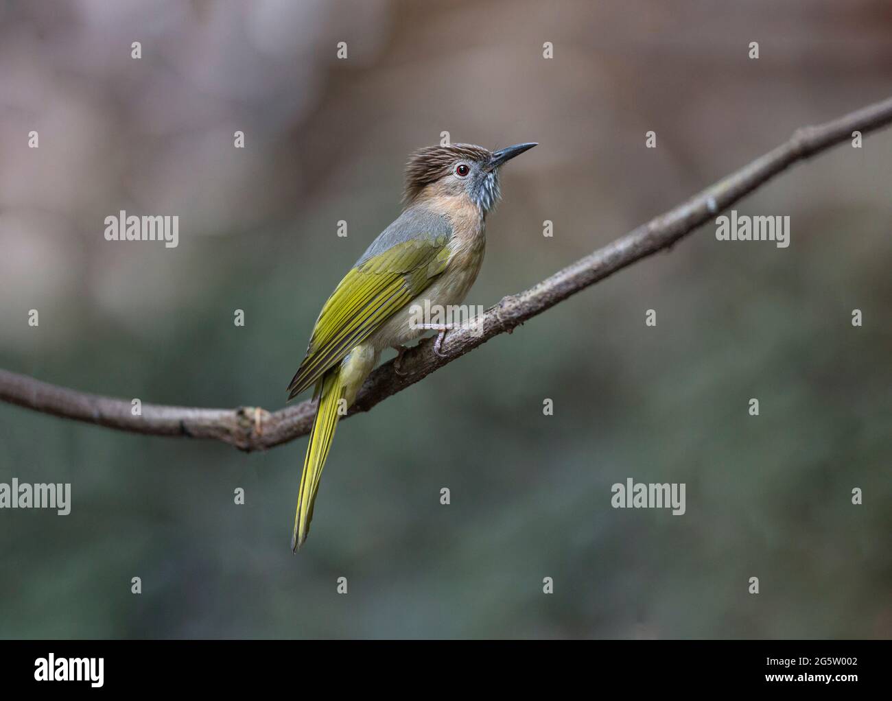 Le magnifique bulbul de montagne sur un perchoir Banque D'Images