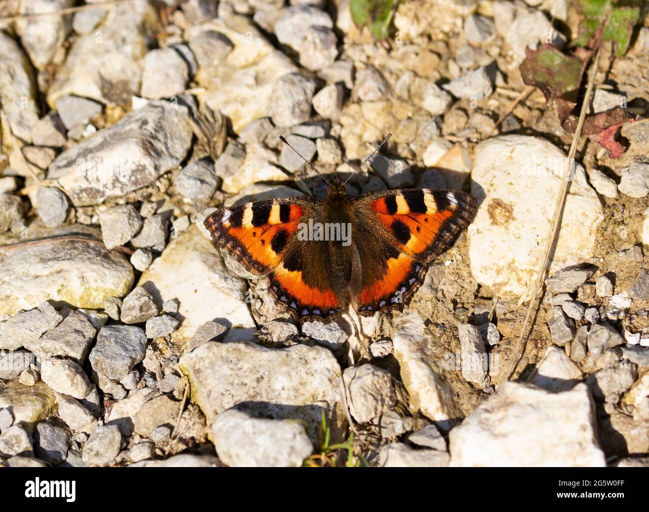 Les belles couleurs d'un petit papillon Tortoiseshell nouvellement apparu. Ils sont encore une vue relativement commune en été Banque D'Images