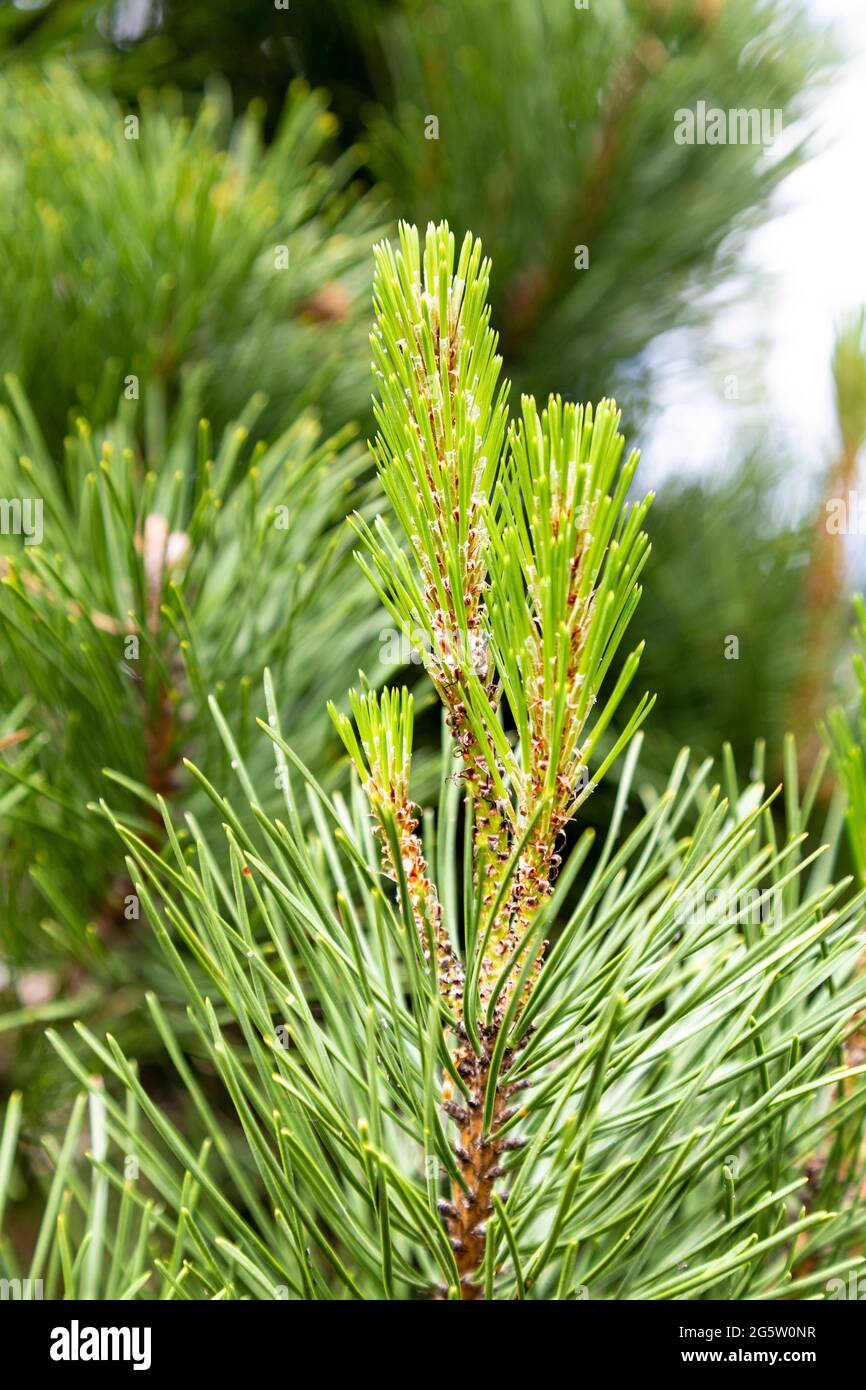 Gros plan sur le PIN écossais (Pinus sylvestris) (exposition Forest for change, Somerset House, Londres, Royaume-Uni Banque D'Images