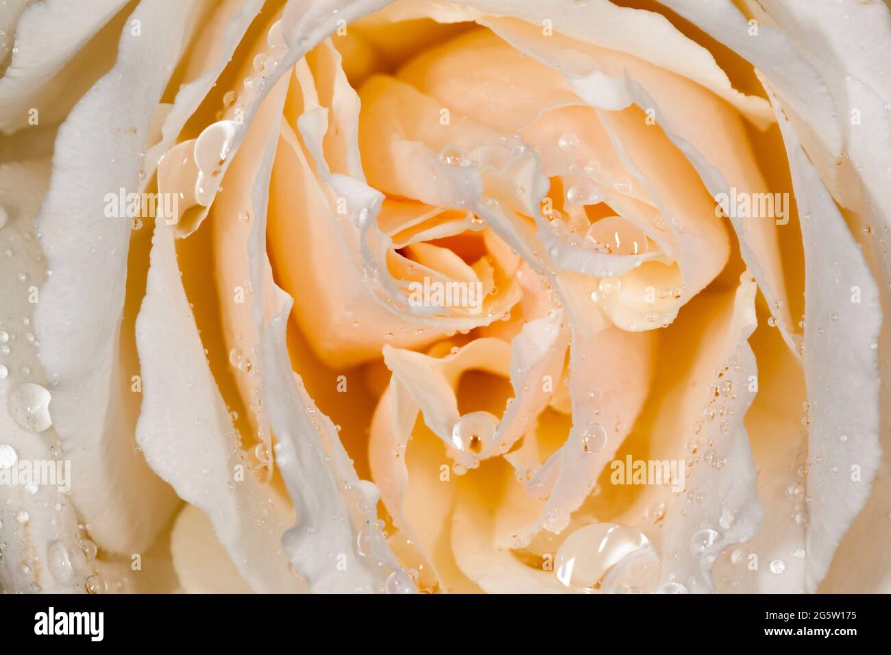 Gros plan de fleur rose, blanc avec une rougissement rose, gouttes de pluie, Royaume-Uni, printemps. Banque D'Images