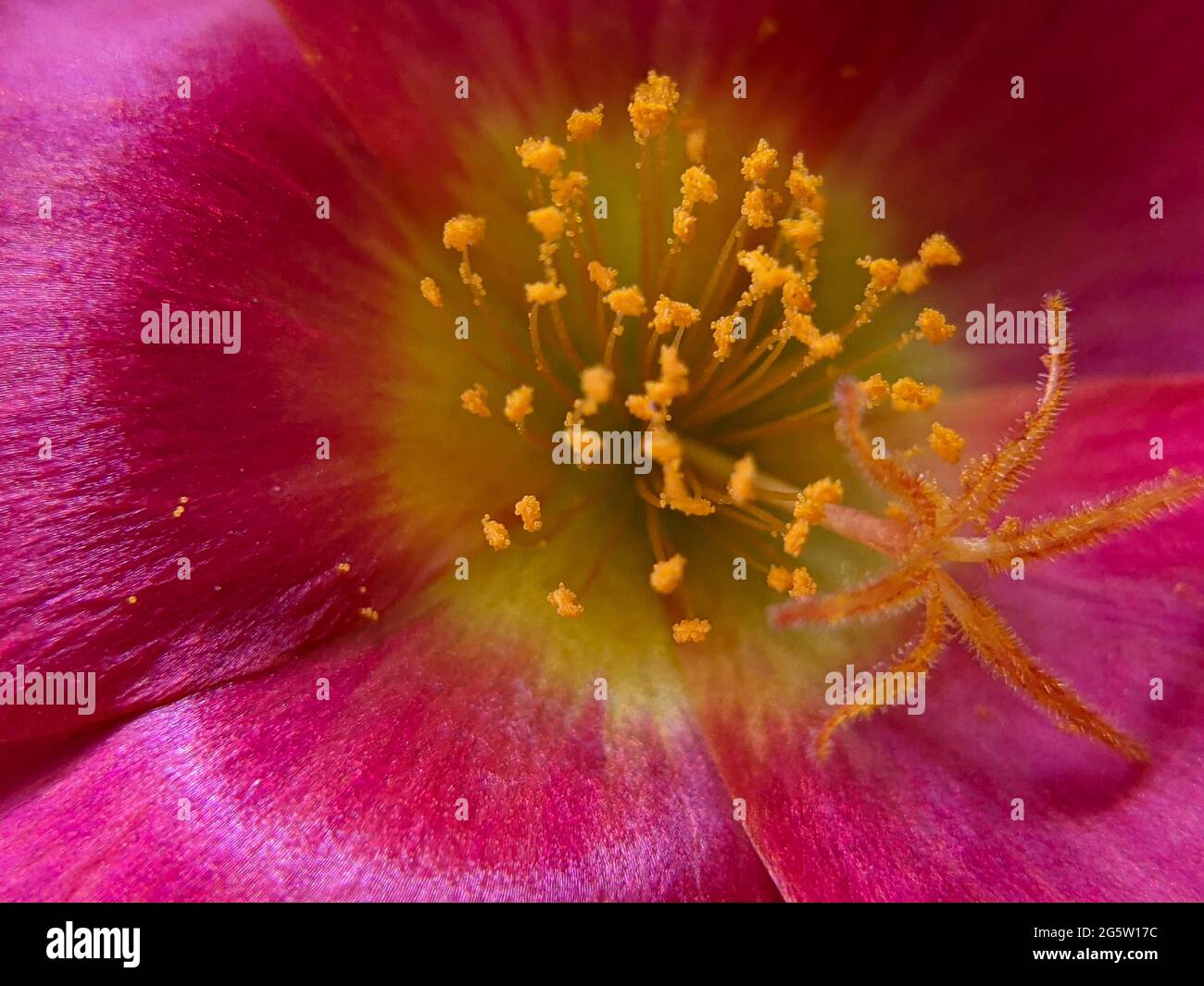 une vue rapprochée de l'arrière-plan des petites fleurs roses Banque D'Images