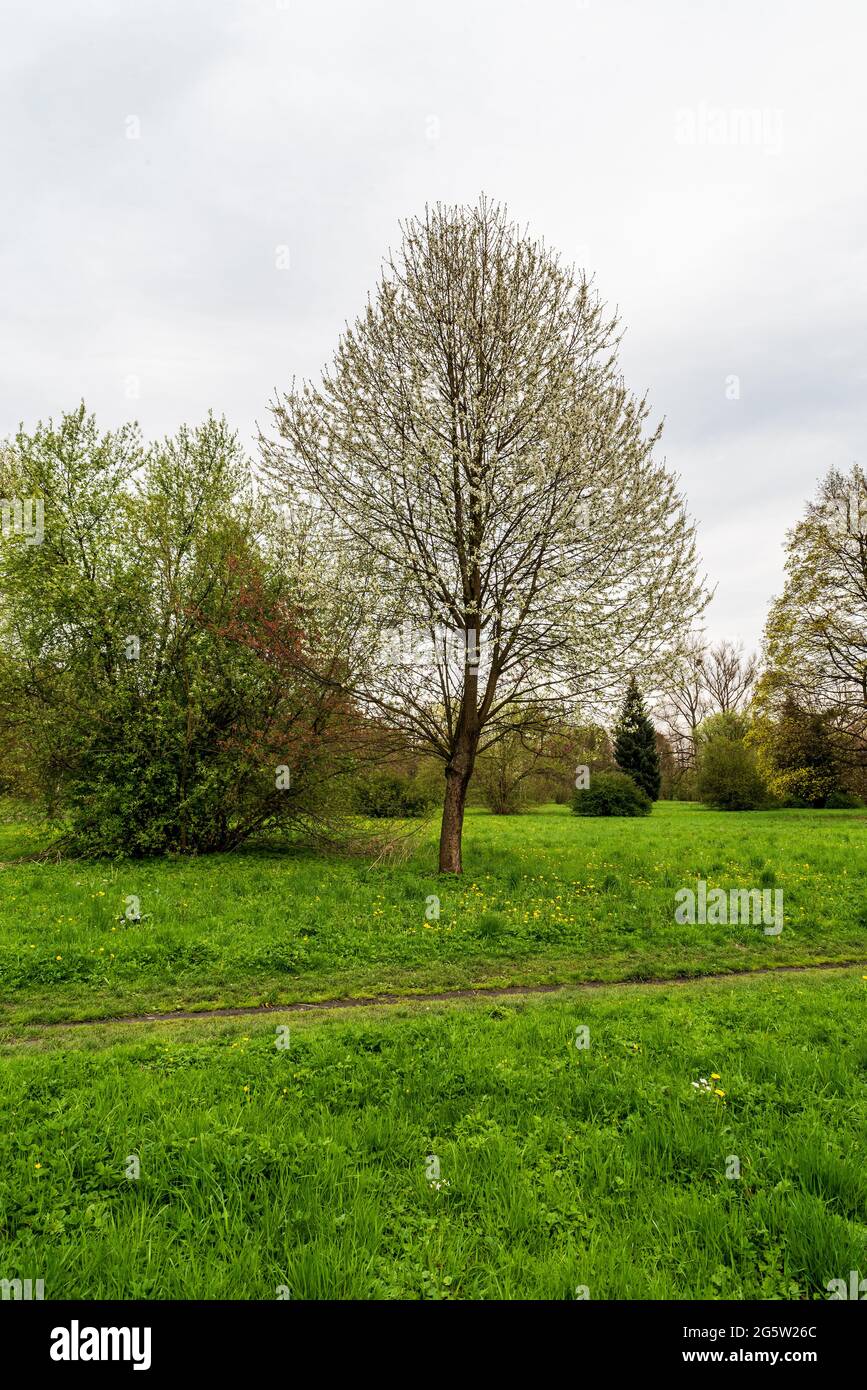 Parc public printanier avec prairie et arbres en fleurs - Parc Bedricha Smetany dans la ville de Karvina en république tchèque Banque D'Images