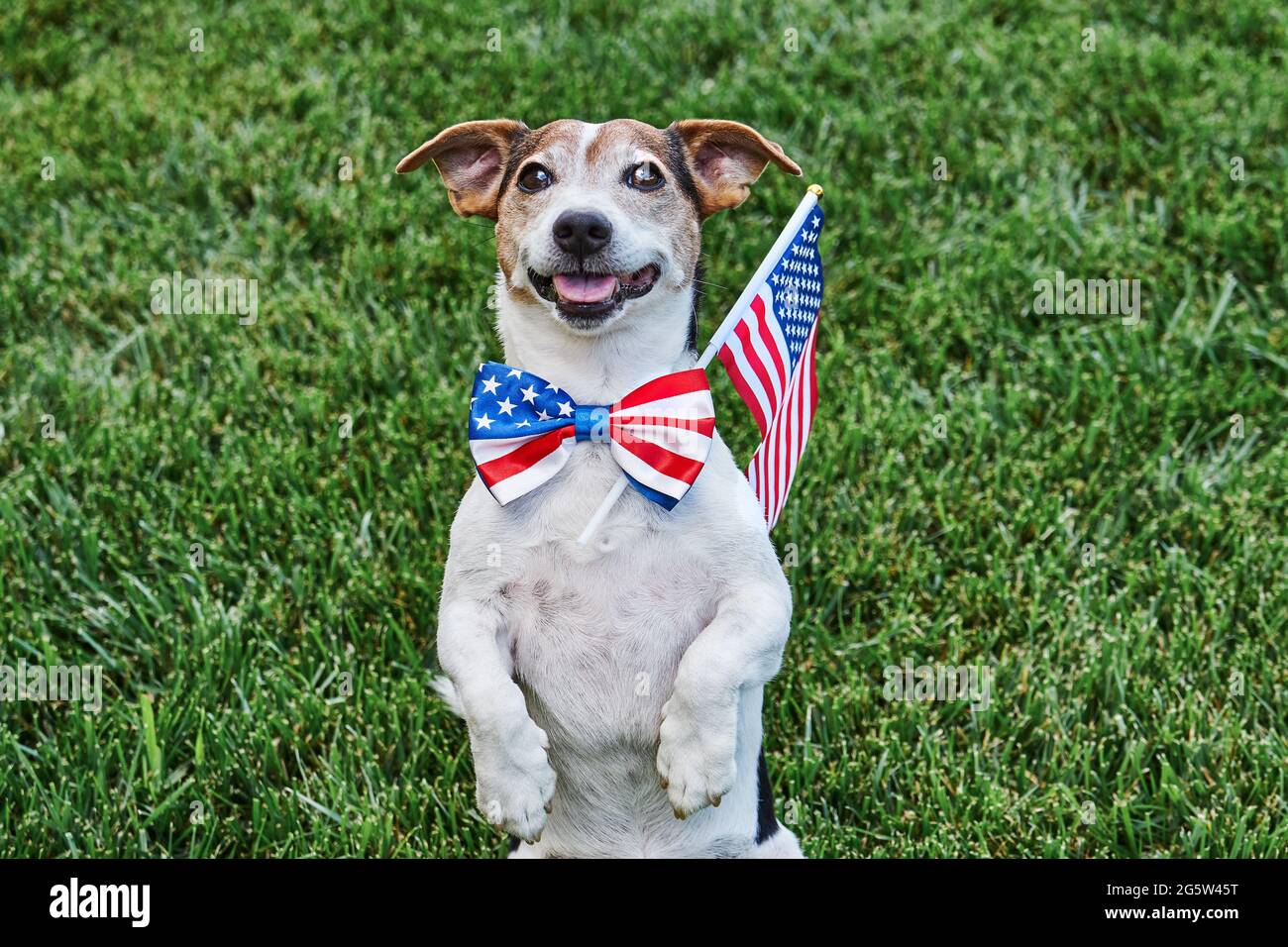 Chien posant dans le drapeau américain noeud papillon avec drapeau USA sur vert herbage regardant l'appareil photo. Fête de l'indépendance, 4 juillet, Memorial Day, American F. Banque D'Images