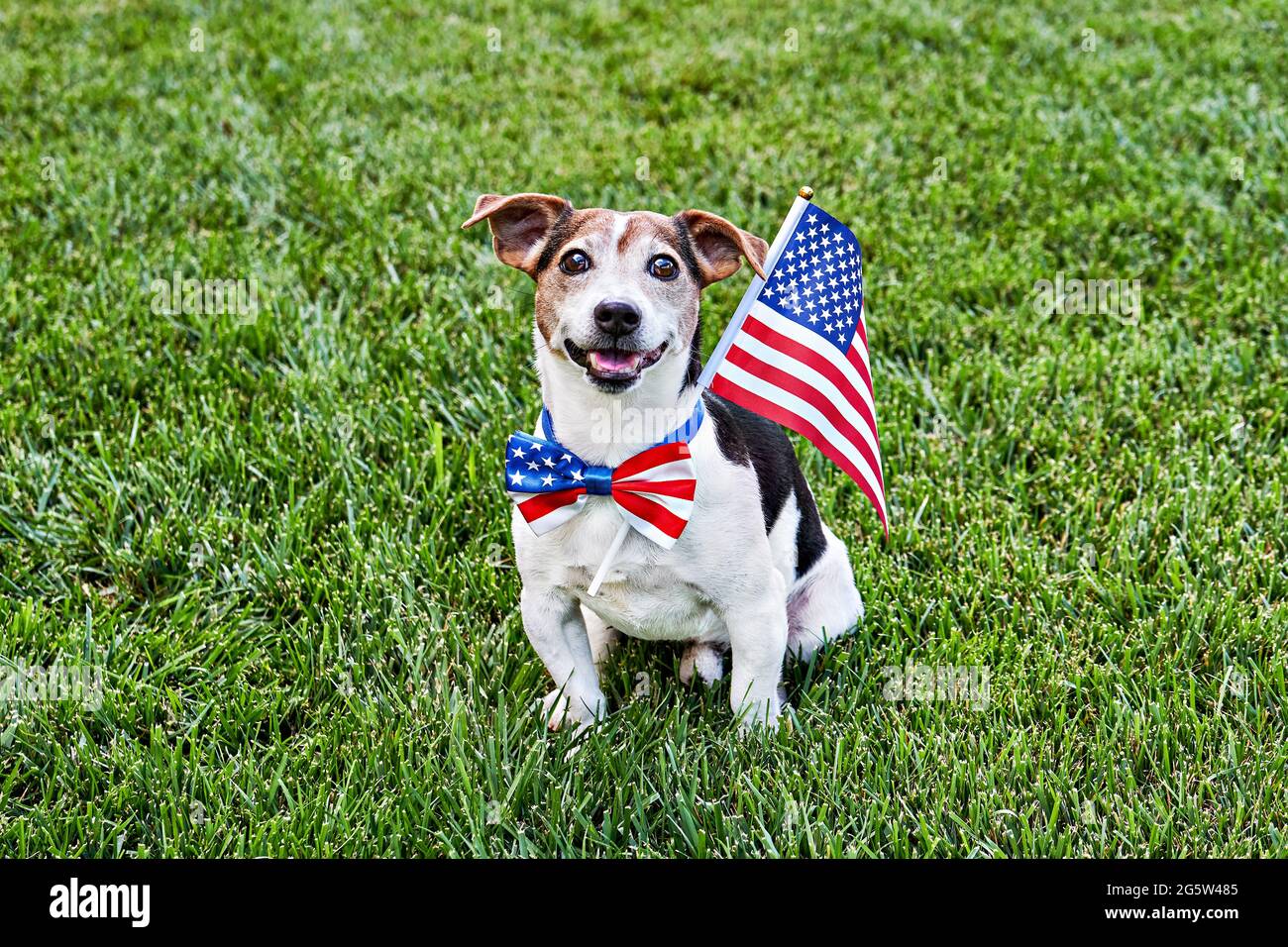 Le chien est assis dans un noeud papillon drapeau américain avec drapeau américain sur l'herbe verte regardant l'appareil photo. Fête de l'indépendance, 4 juillet, Memorial Day, American FL Banque D'Images