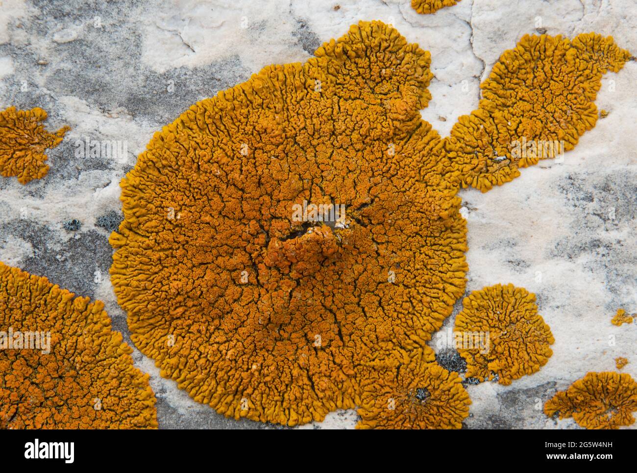 Lichen circulaire orange vif, probablement lichen orange ou Xanthoria calcicola, sur la roche de dolomite blanche Banque D'Images