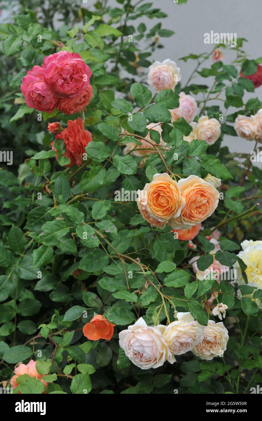 Rose arbuste anglais abricot-jaune (Rosa) la princesse Margareta de couronne fleurit dans un jardin en juin Banque D'Images