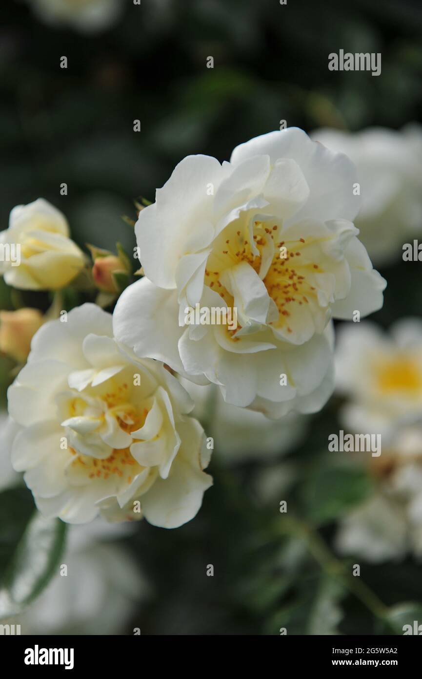 Rose Climber à grandes fleurs jaune clair (Rosa) la ville de York fleurit dans un jardin en juin Banque D'Images