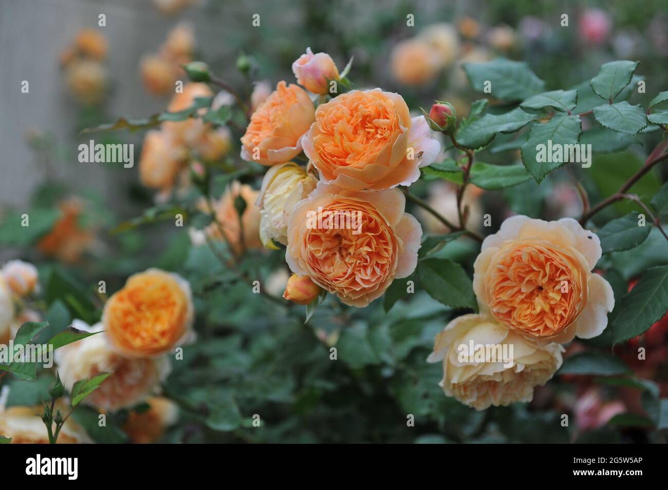 Rose arbuste anglais abricot-jaune (Rosa) la princesse Margareta de couronne fleurit dans un jardin en juin Banque D'Images