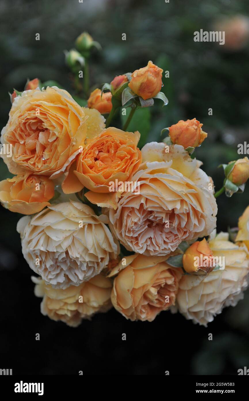 Rose arbuste anglais abricot-jaune (Rosa) la princesse Margareta de couronne fleurit dans un jardin en juillet Banque D'Images