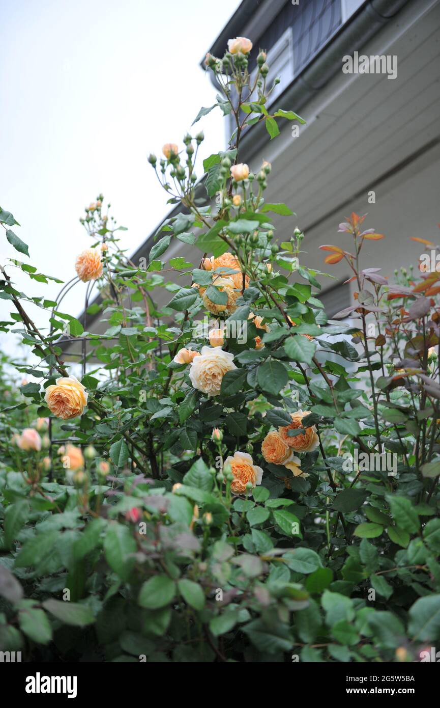 Rose arbuste anglais abricot-jaune (Rosa) la princesse Margareta de couronne fleurit dans un jardin en juin Banque D'Images