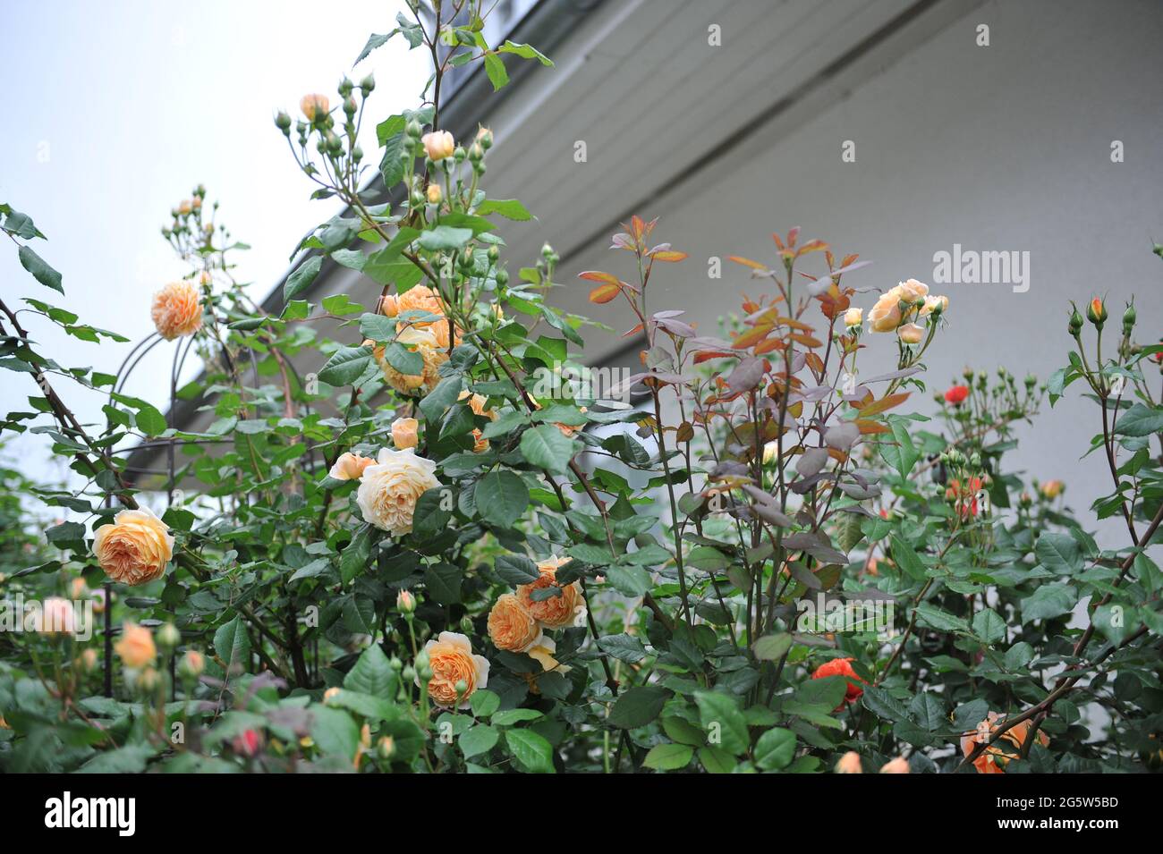 Rose arbuste anglais abricot-jaune (Rosa) la princesse Margareta de couronne fleurit dans un jardin en juin Banque D'Images