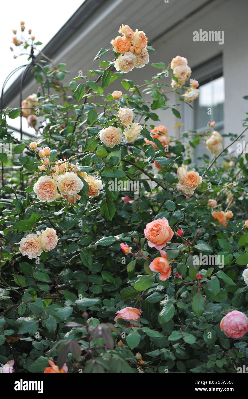 Rose arbuste anglais abricot-jaune (Rosa) la princesse Margareta de couronne fleurit dans un jardin en juillet Banque D'Images