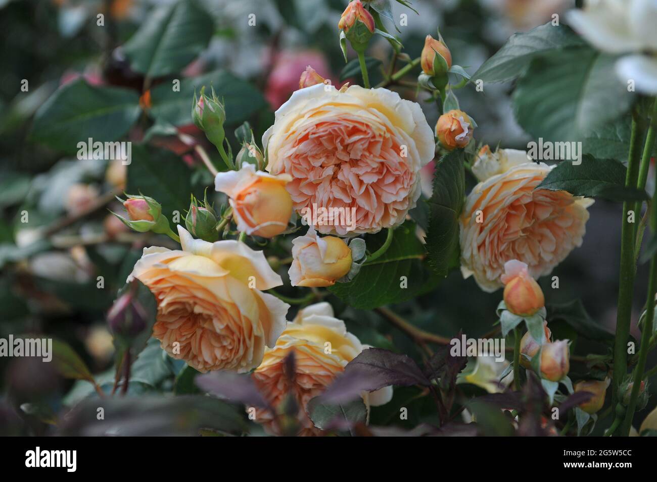 Rose arbuste anglais abricot-jaune (Rosa) la princesse Margareta de couronne fleurit dans un jardin en juillet Banque D'Images