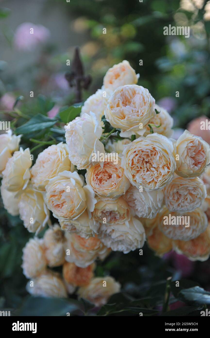 Rose arbuste anglais abricot-jaune (Rosa) la princesse Margareta de couronne fleurit dans un jardin en juillet Banque D'Images