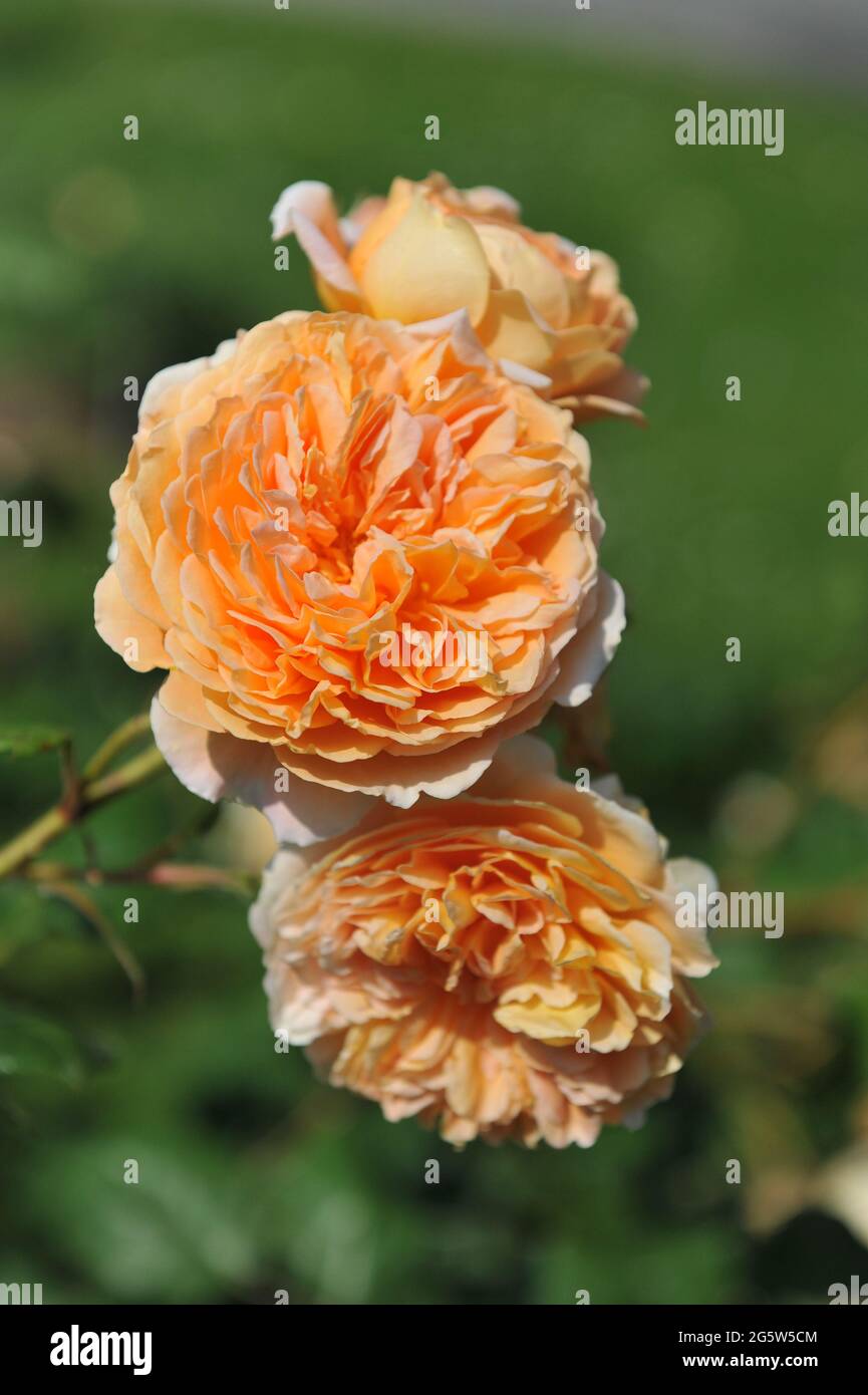 Rose arbuste anglais abricot-jaune (Rosa) la princesse Margareta de couronne fleurit dans un jardin en juin Banque D'Images