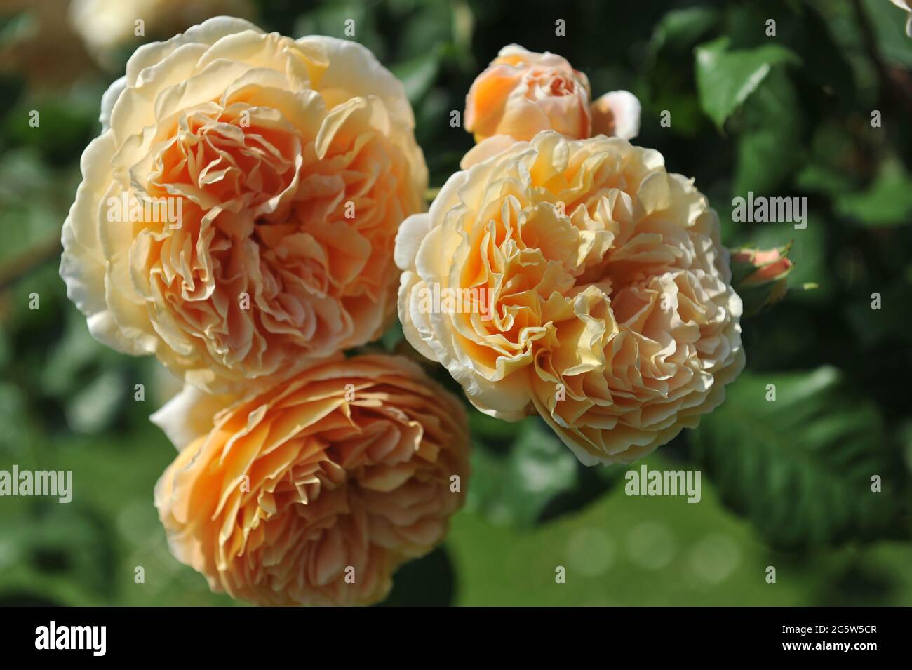 Rose arbuste anglais abricot-jaune (Rosa) la princesse Margareta de couronne fleurit dans un jardin en juin Banque D'Images
