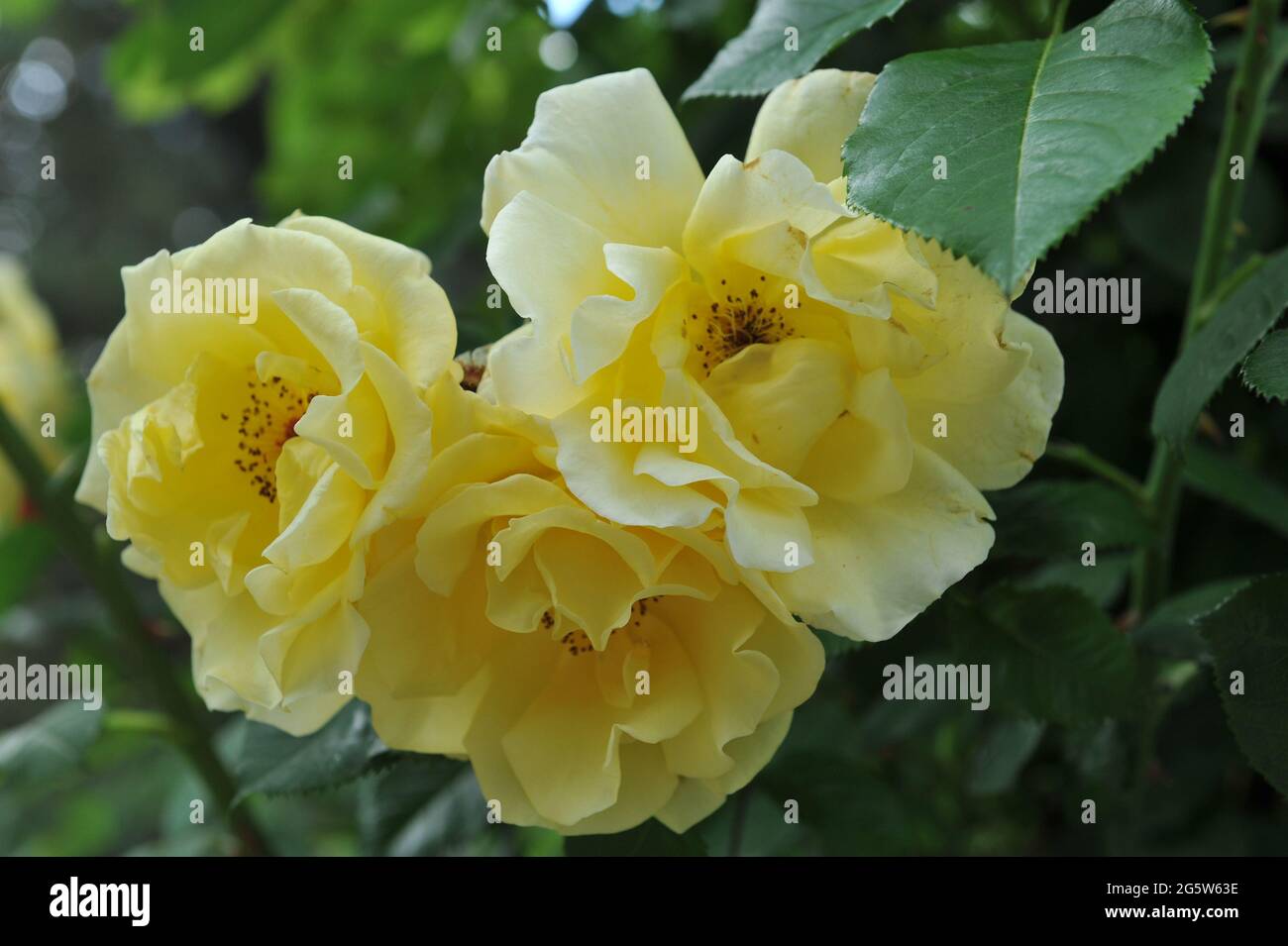 Rose grimpeur jaune à grandes fleurs (Rosa) Golden Gate fleurit dans un jardin en juin Banque D'Images