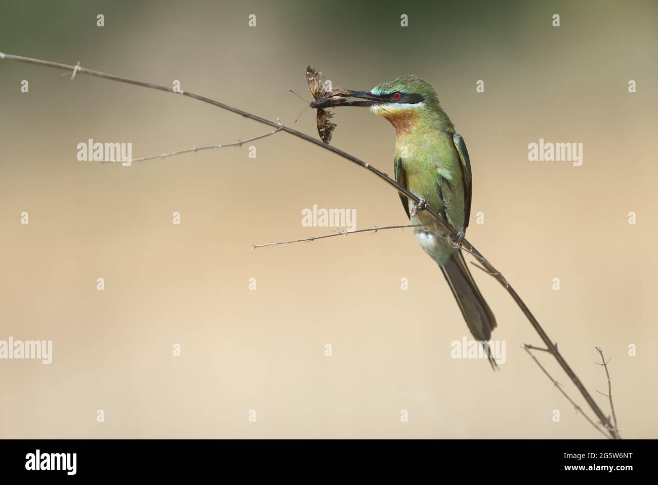 un apicole à queue bleue avec de la nourriture dans son addition Banque D'Images