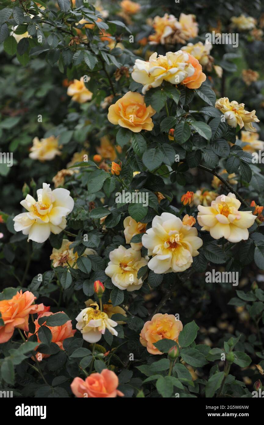 Rose grimpant orange-jaune (Rosa) Maigold fleurit dans un jardin en mai Banque D'Images
