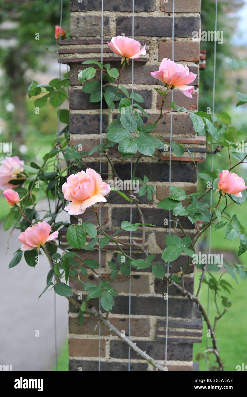 Rose grimpant thé hybride rose (Rosa) Meg fleurit dans un jardin en mai Banque D'Images