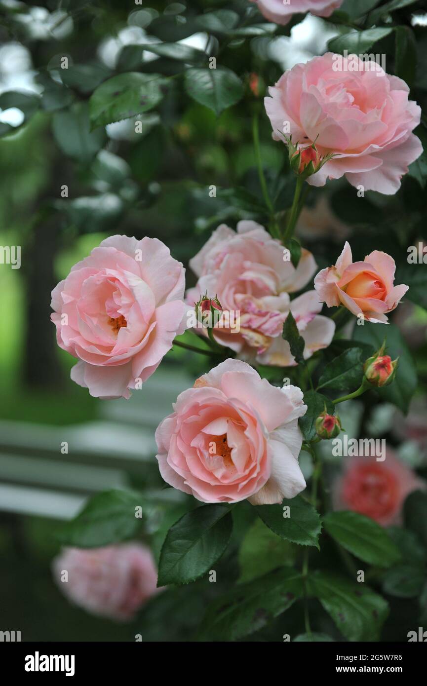 Rose Climber rose à grandes fleurs (Rosa) Sorbet fleurit dans un jardin en juin Banque D'Images