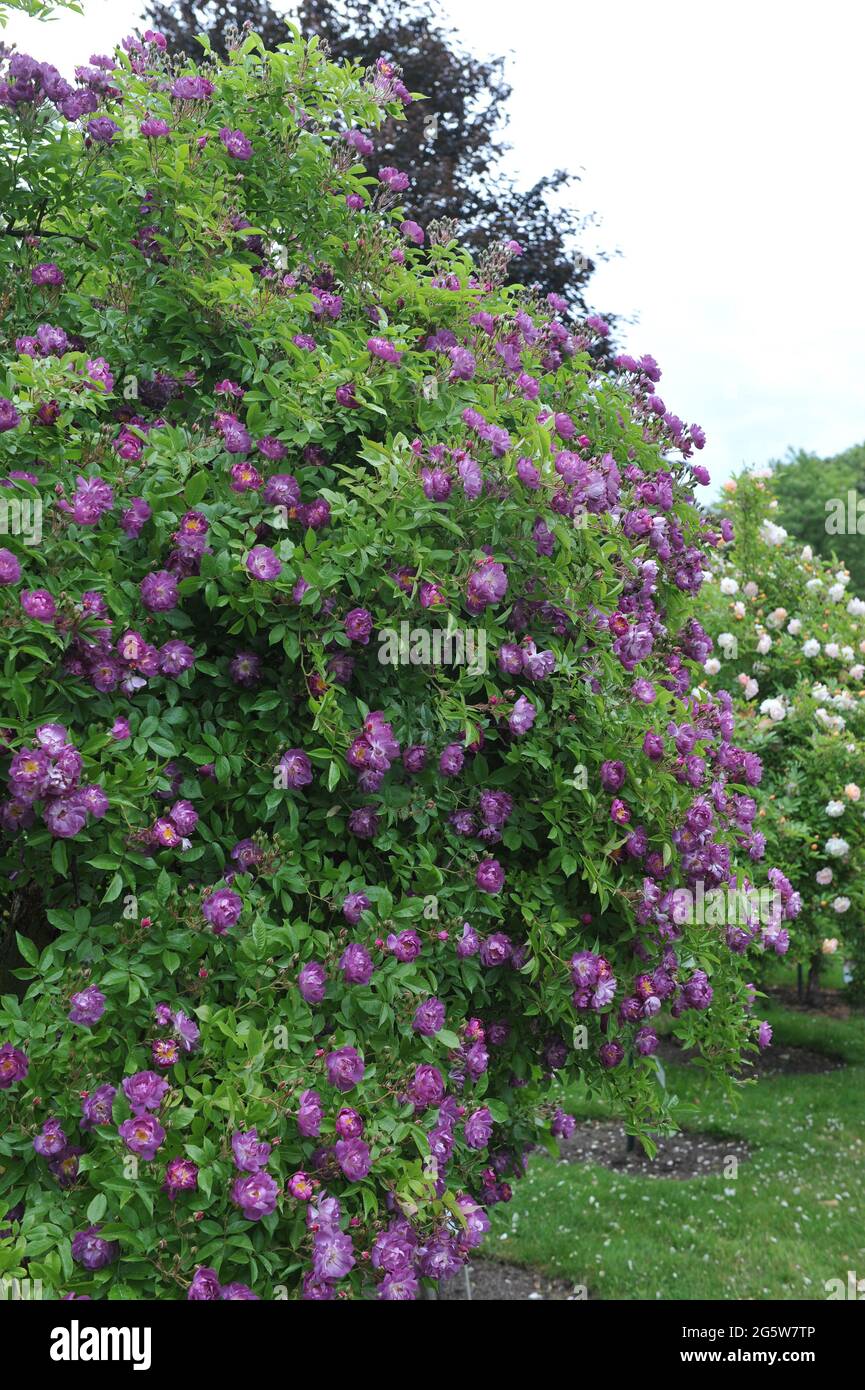 Violet hybride Multiflora rose (Rosa) Veilchenblau fleurit dans un jardin en juin Banque D'Images