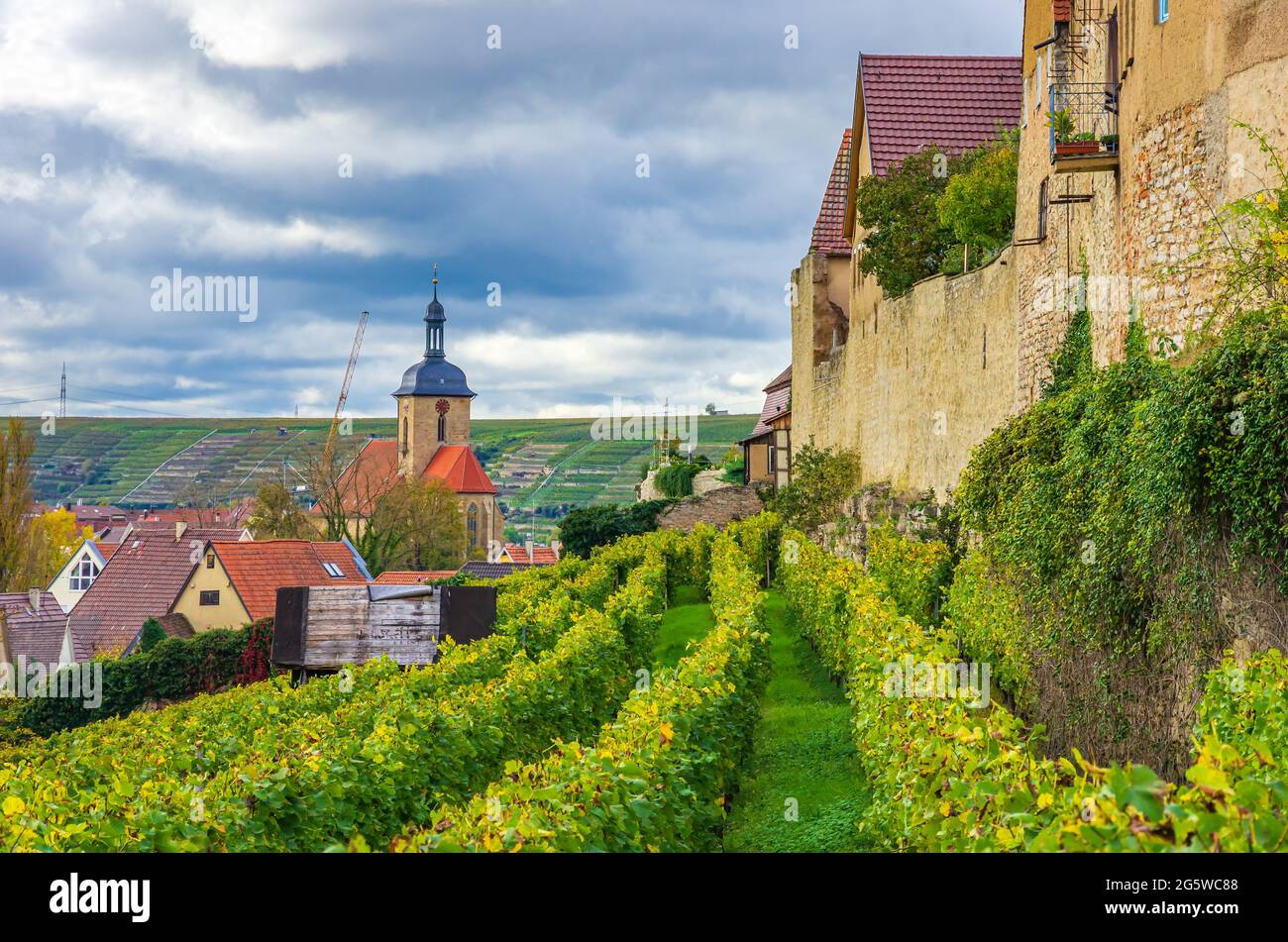 Ville de Lauffen am Neckar, région de Heilbronn, Bade-Wurtemberg, Allemagne : vue sur le mur de la ville médiévale à travers les vignobles. Banque D'Images