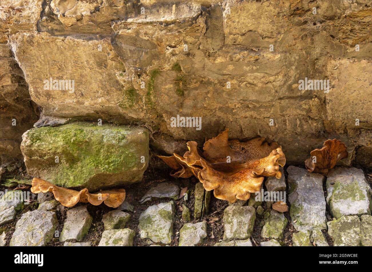 Image symbolique : les champignons poussent dans les espaces entre les murs et les pavés, comme le montre la vieille ville de Lauffen am Neckar, Bade-Wurtemberg, Allemagne. Banque D'Images