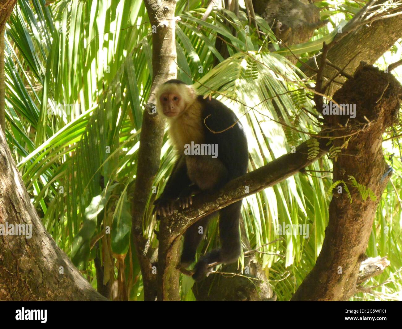 Montezuma, Costa Rica Banque D'Images