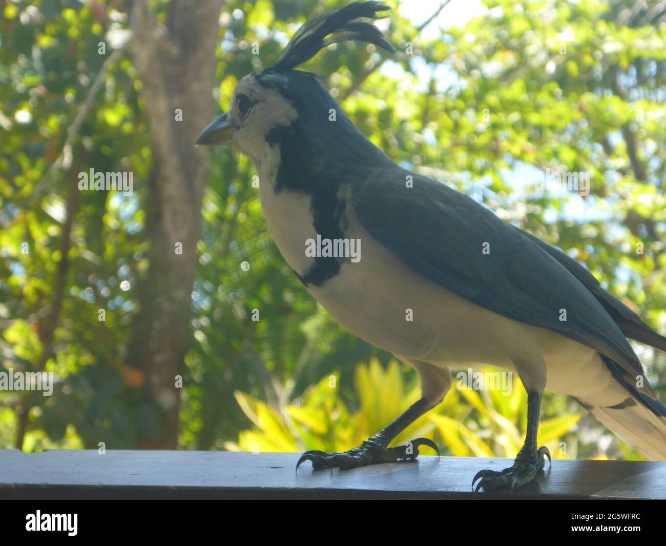 Montezuma, Costa Rica Banque D'Images