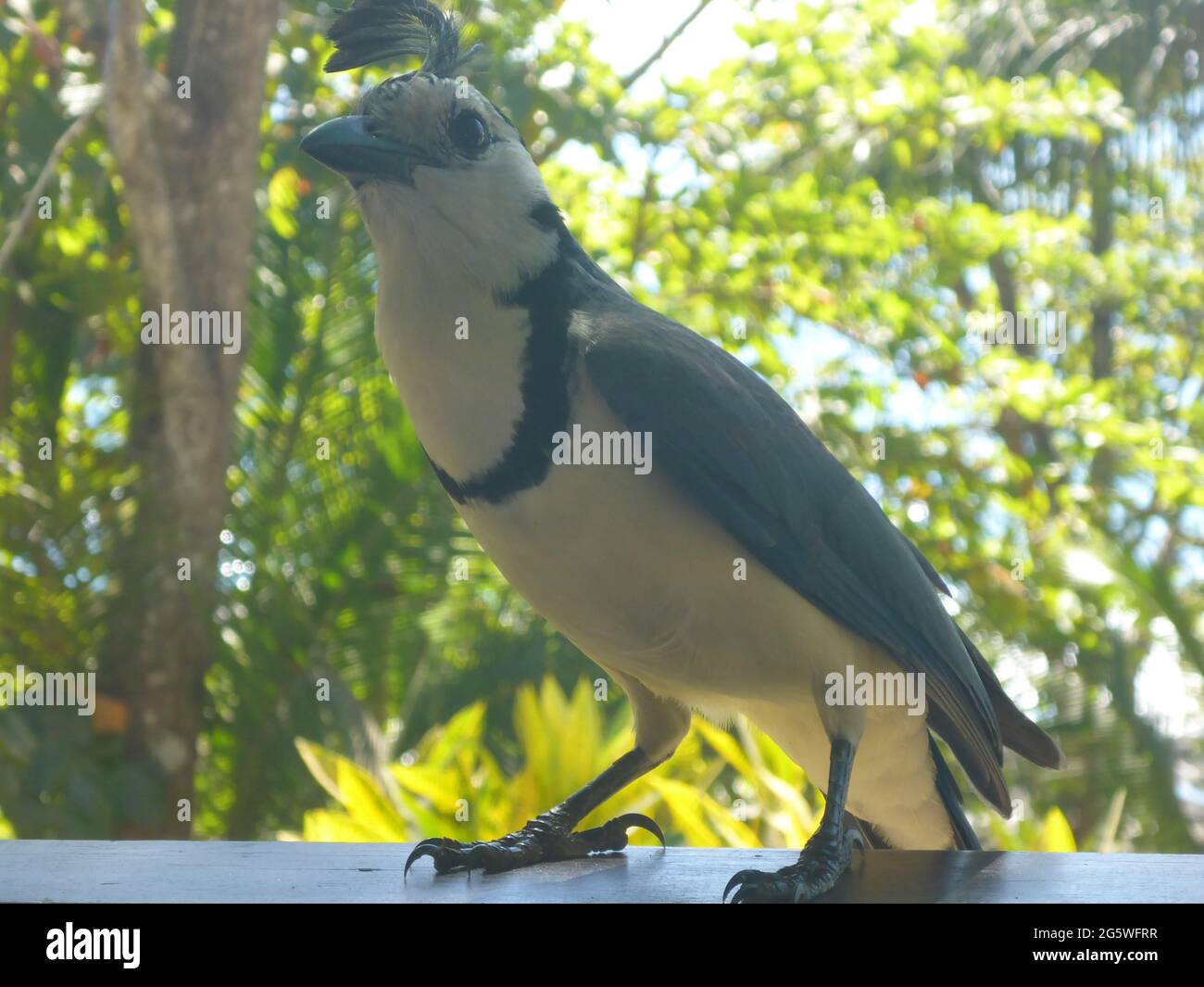 Montezuma, Costa Rica Banque D'Images