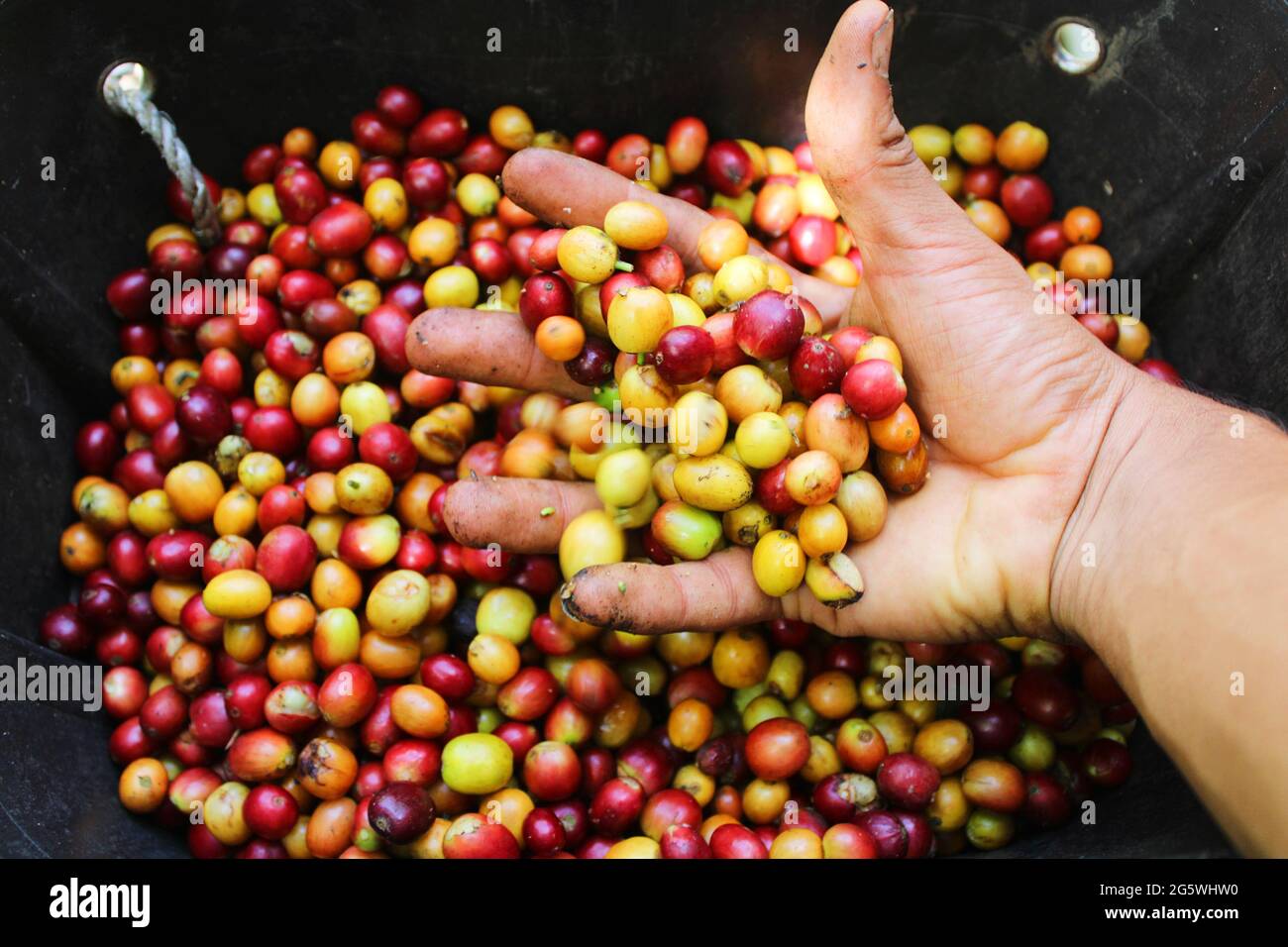 des grains de café frais et purs. Banque D'Images