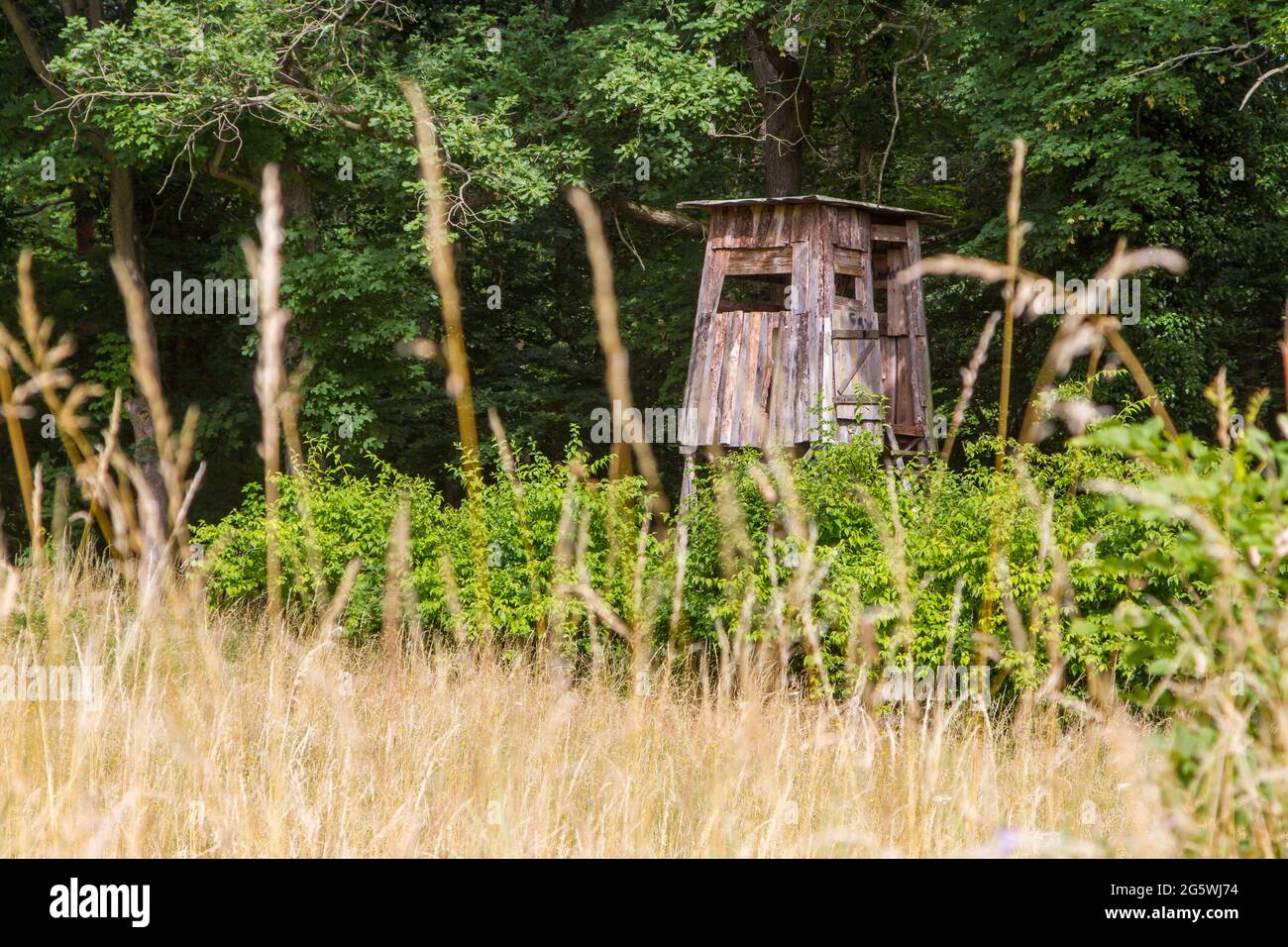 Hochsitz am Waldland Banque D'Images