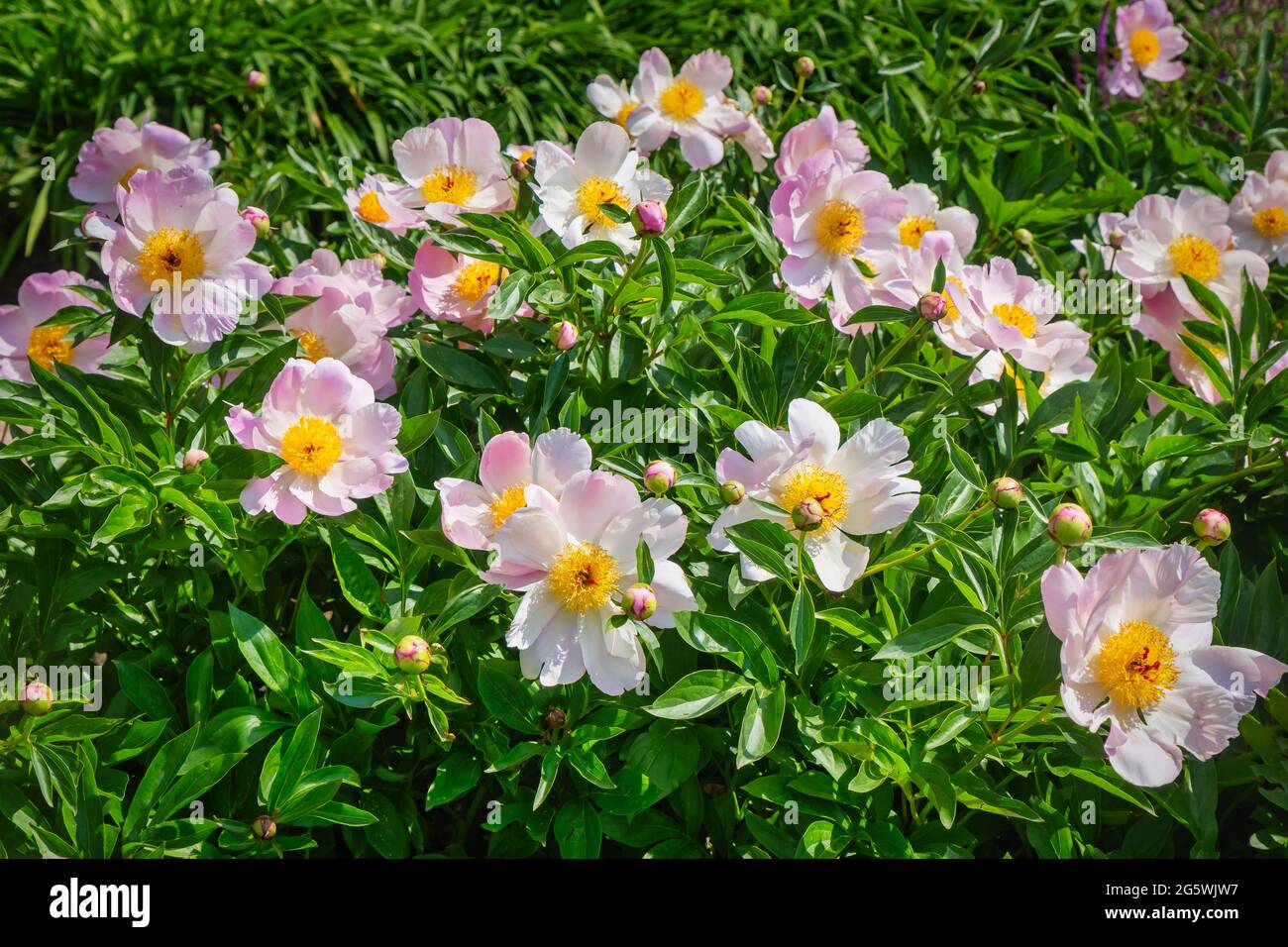 Pivoines roses et belles en pleine fleur Banque D'Images