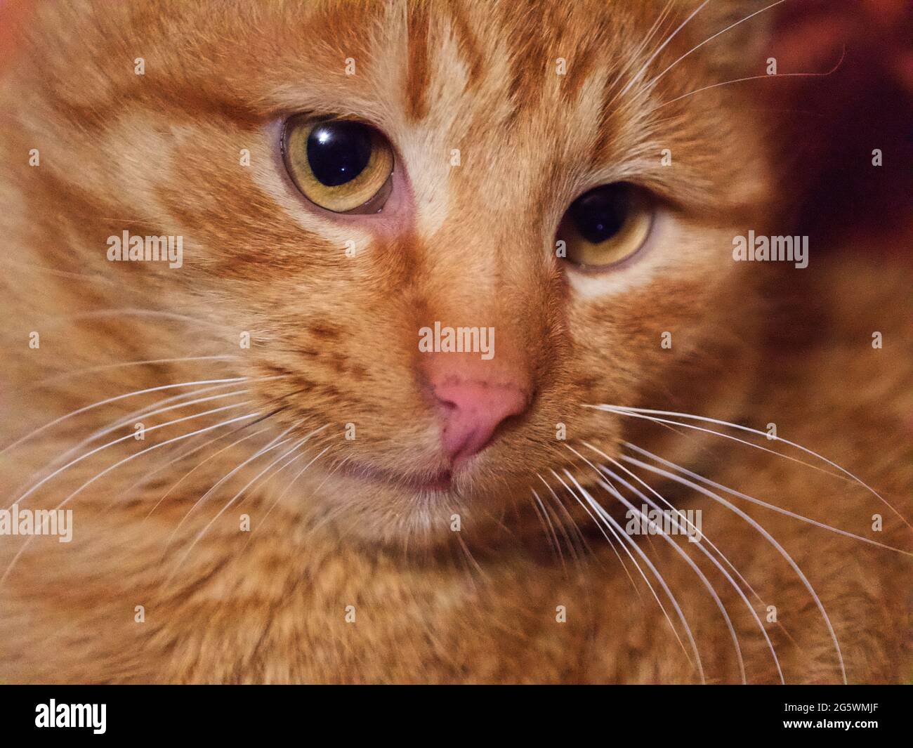 Portrait d'un chat rouge adulte, gros plan. Un chat au look expressif. Un animal de compagnie. Banque D'Images