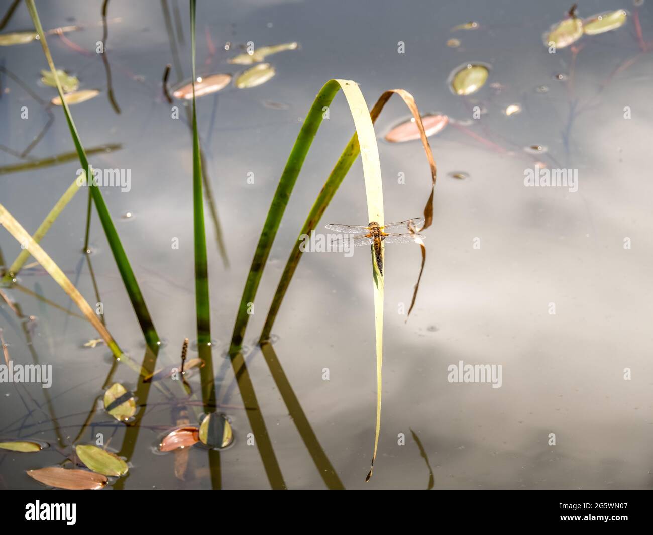 Quatre libellules à tête de chase tachetée, libella quadrimaculata, sur roseau devant le fond de l'étang défoqué. Banque D'Images