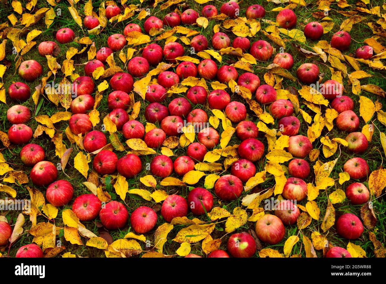 Quatre spirales armées de pommes et de feuilles venteuses sur l'herbe. Variété héritage « Tom Putt » Banque D'Images