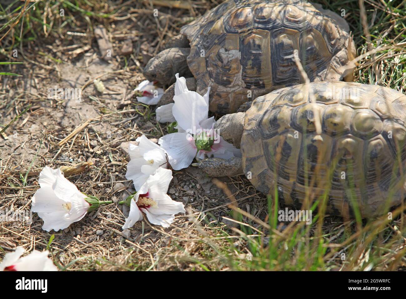 Deux tortues nice fleurs blanc manger à l'extérieur Banque D'Images