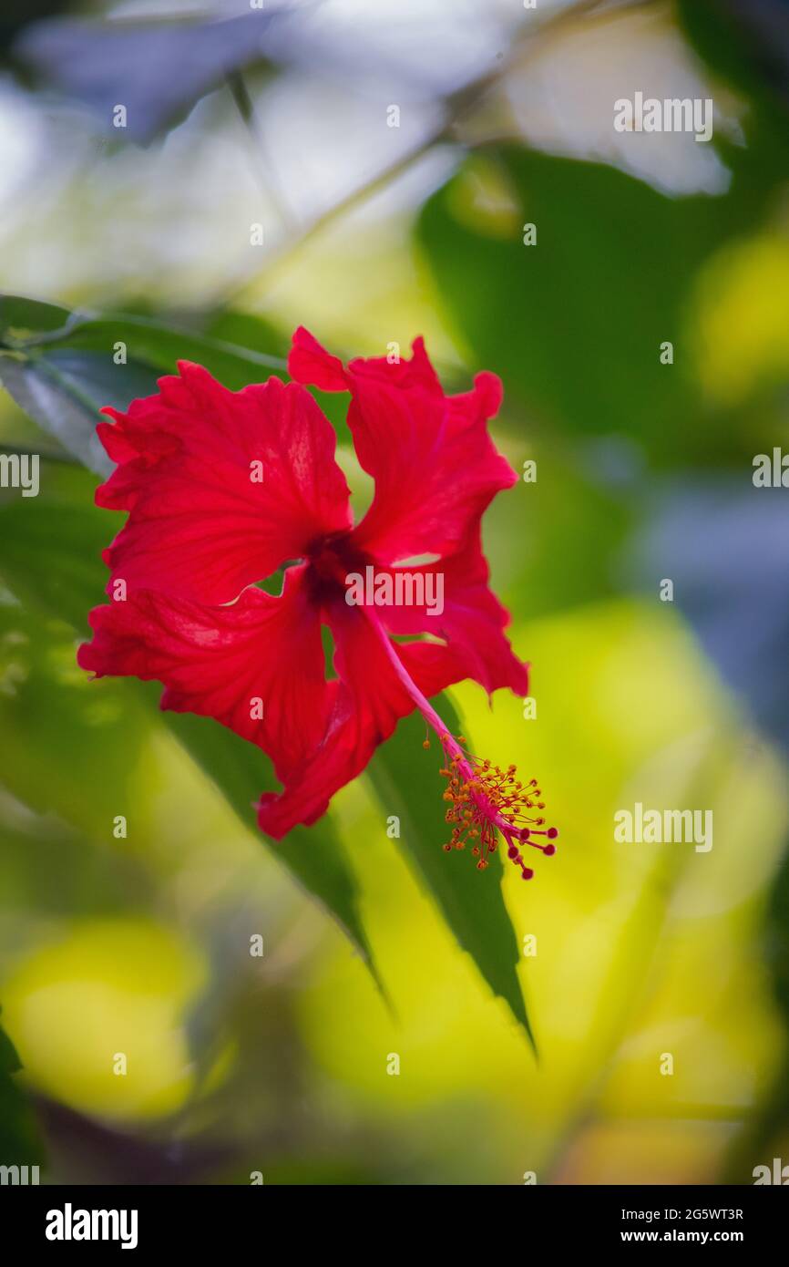 Belle vue rapprochée d'une fleur d'hibiscus hawaïen rouge en été Banque D'Images