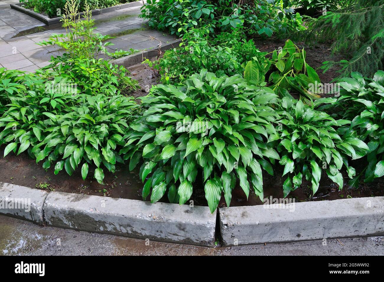 Plusieurs buissons de feuilles étroites hosta (Hosta lancifolia) dans le jardin. Plante tolérantplante d'ombre ornementale pour la conception de paysage de parc ou de jardin. Beautif Banque D'Images