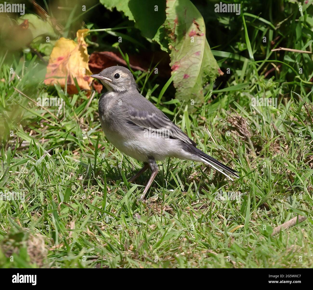 Un jeune (naissant) pagé Wagtail (Motacilla Alba) Banque D'Images