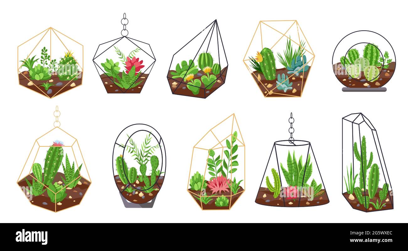 Plantes de Florarium. Cactus tropicaux, fleurs et succulents dans des terrariums géométriques en verre. Décoration intérieure botanique. Ensemble de mini jardins vectoriels Illustration de Vecteur Plantes de Florarium. Cactus tropicaux, fleurs et succulents dans des terrariums géométriques en verre. Décoration intérieure botanique. Ensemble de mini jardins vectoriels Illustration de Vecteur