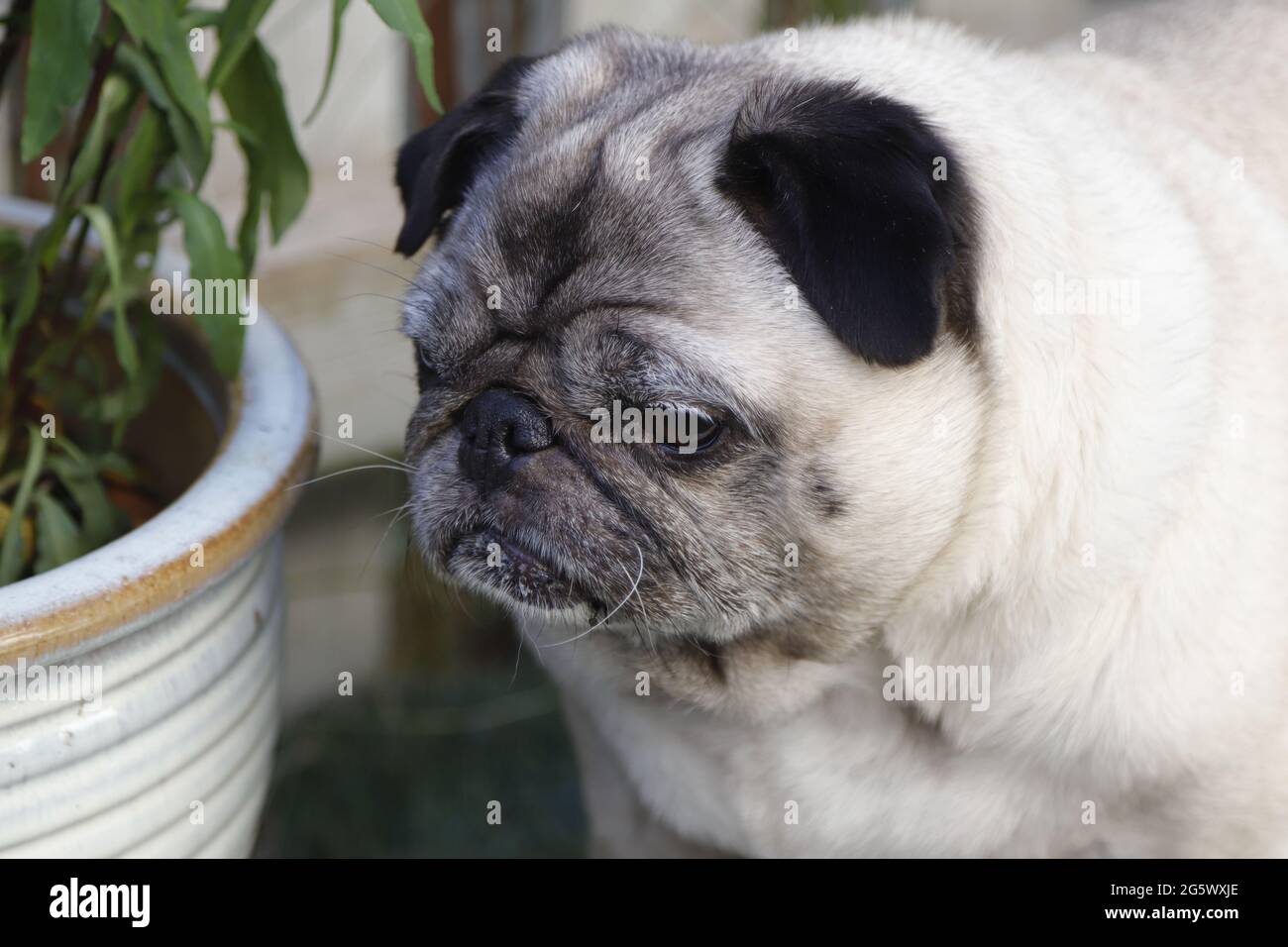 PUG avec pots de fleurs Banque D'Images