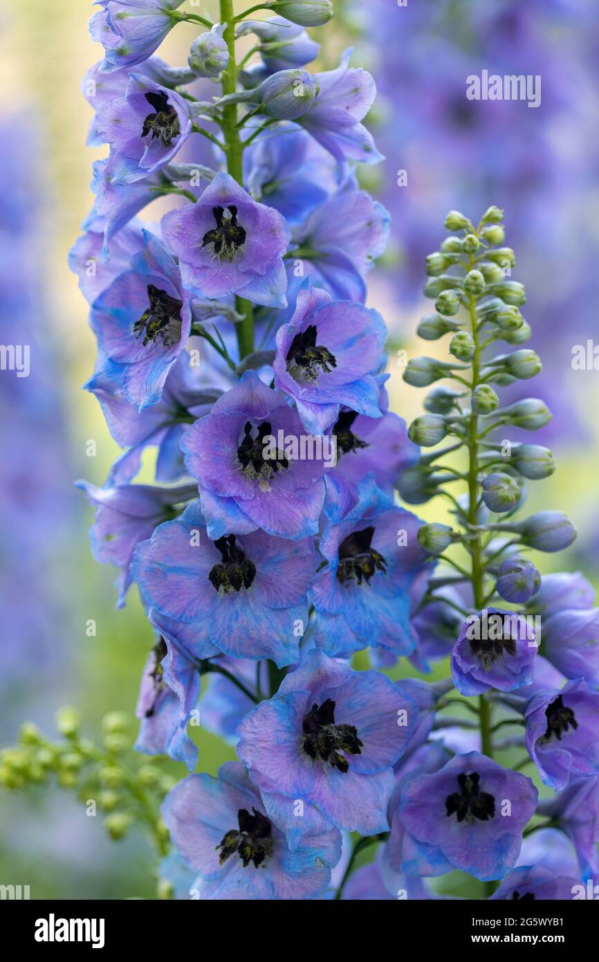 Gros plan de magnifiques delphiniums bleus, une plante de jardin de chalet fleurit dans une frontière anglaise d'été, Angleterre, Royaume-Uni Banque D'Images
