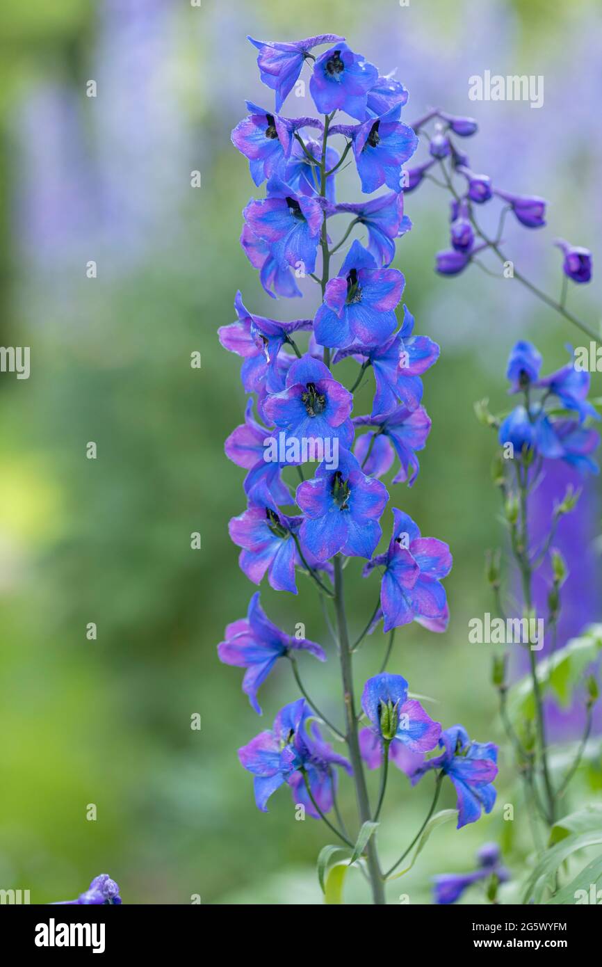 Gros plan de magnifiques delphiniums bleus, une plante de jardin de chalet fleurit dans une frontière anglaise d'été, Angleterre, Royaume-Uni Banque D'Images