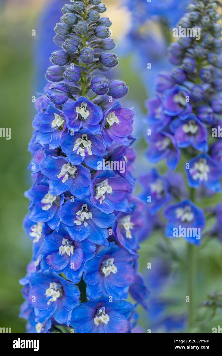 Gros plan de magnifiques delphiniums bleus, une plante de jardin de chalet fleurit dans une frontière anglaise d'été, Angleterre, Royaume-Uni Banque D'Images