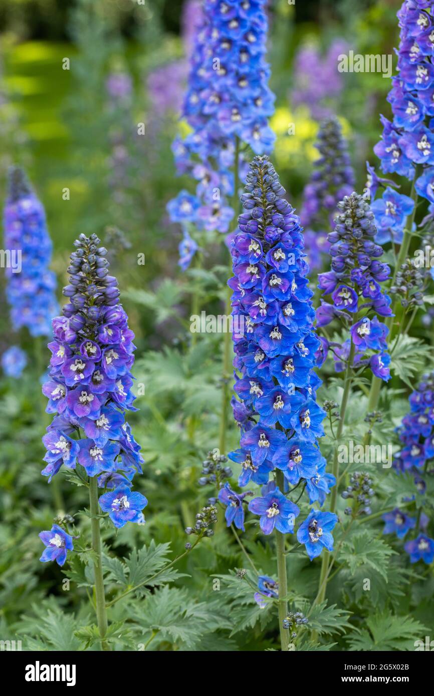 Gros plan de magnifiques delphiniums bleus, une plante de jardin de chalet fleurit dans une frontière anglaise d'été, Angleterre, Royaume-Uni Banque D'Images